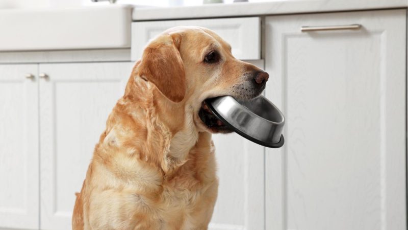Dog holding an empty bowl in its mouth due to dog food allergy symptoms