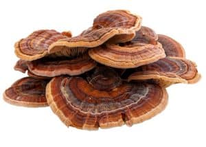 Turkey tail mushroom for dogs is one of the best immune-boosting medicinal mushrooms.