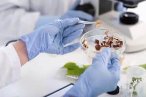 Mushroom supplement production: full spectrum medicinal mushrooms are developed in a laboratory at a leading biotechnology company, Aloha Medicinals Inc.