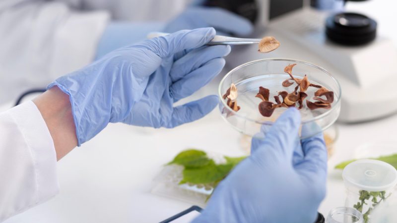 Mushroom supplement production: full spectrum medicinal mushrooms are developed in a laboratory at a leading biotechnology company, Aloha Medicinals Inc.