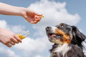 Owner giving supplement capsules to support dog gut health