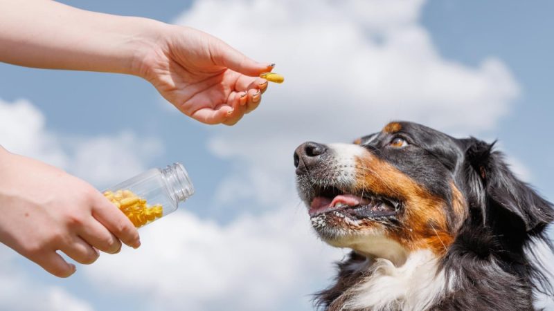 Owner giving supplement capsules to support dog gut health