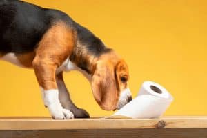 Beagle dog with toilet paper on table – signs of dog diarrhea