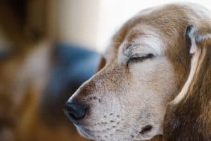 Brain tumors in dogs: senior dog resting with eyes closed