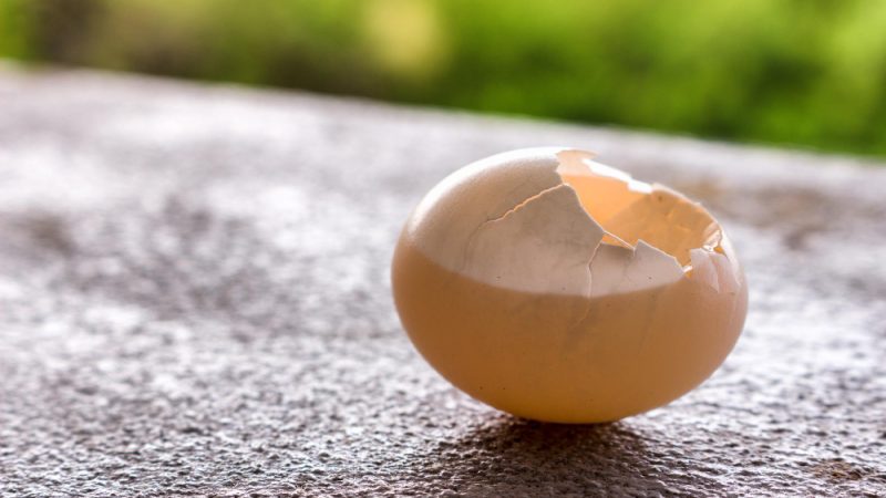 ESM for dogs – broken eggshell showing natural eggshell membrane