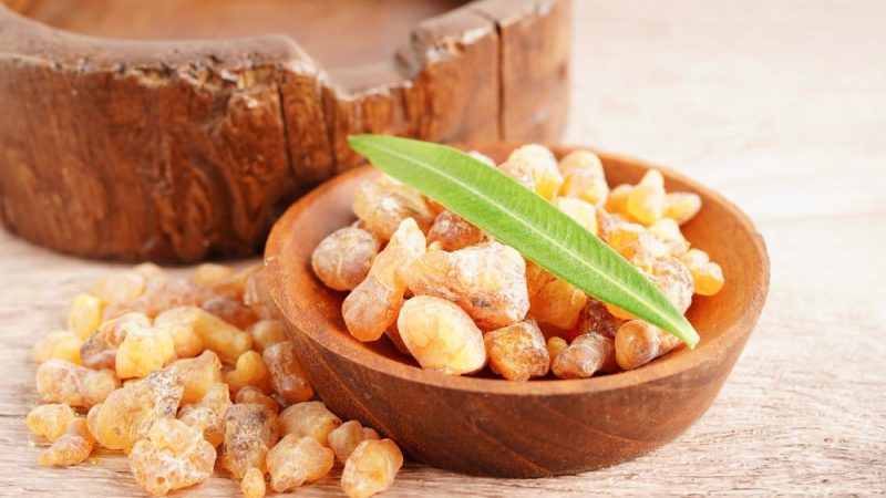 Boswellia serrata resin used as a natural anti-inflammatory for dogs' joint health.