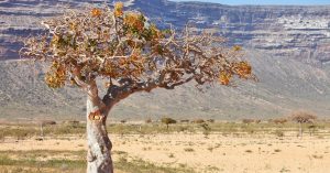 Boswellia serrata tree in its natural habitat, source of frankincense resin used for dogs' joint support.