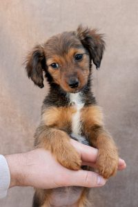 Puppy Socialization small brown puppy being gently held during early handling exercise