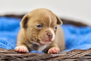 Puppy Socialization newborn light brown puppy resting in a basket during early development phase