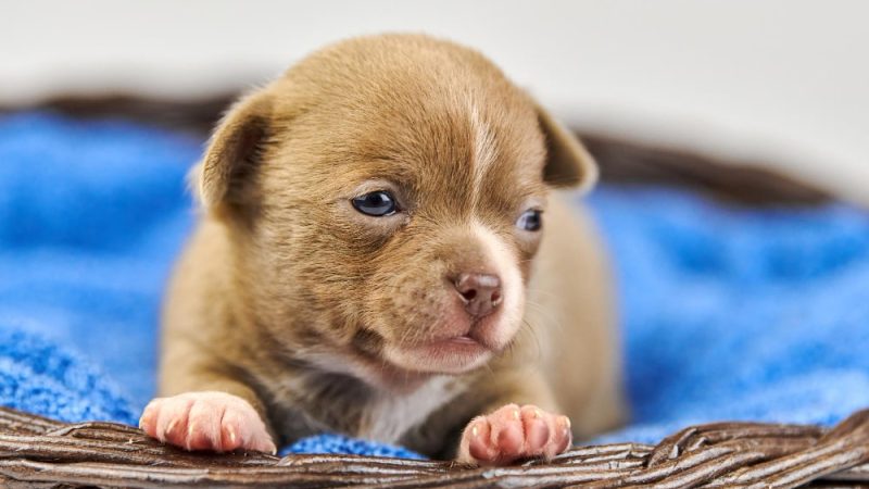 Puppy Socialization newborn light brown puppy resting in a basket during early development phase