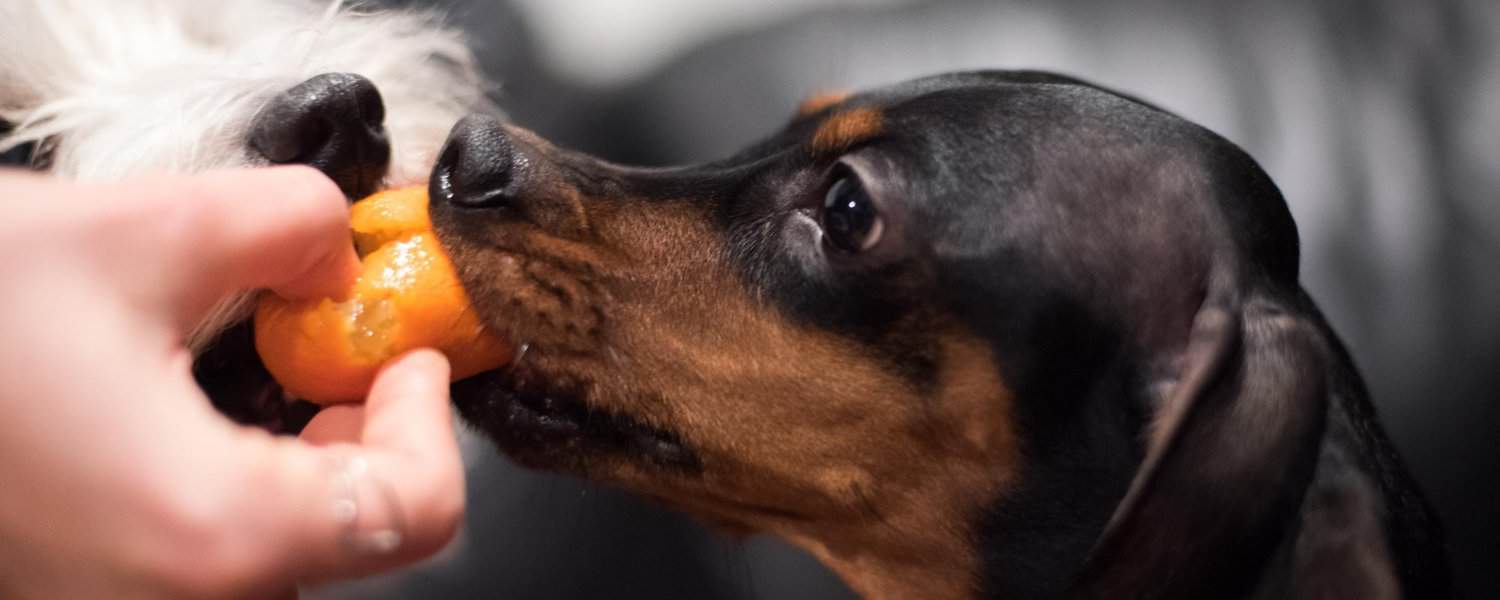 Dog eating an orange slice from owner’s hand indoors – concept of dog nutrition and healthy feeding