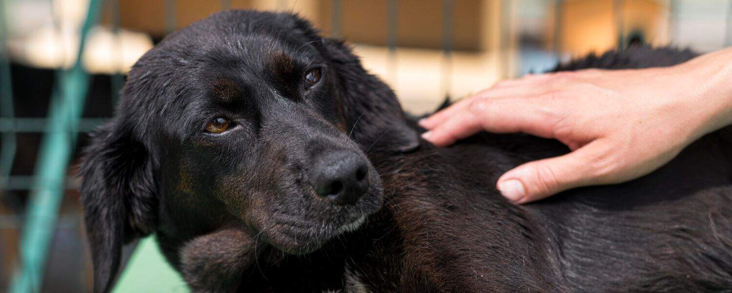 A sick dog lying down while being gently petted by its owner – illustrating care and compassion in dog diseases.