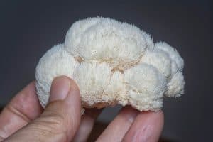 Lion’s mane mushroom (Hericium erinaceus) held in hand – fresh lion’s mane mushroom for natural dog health support