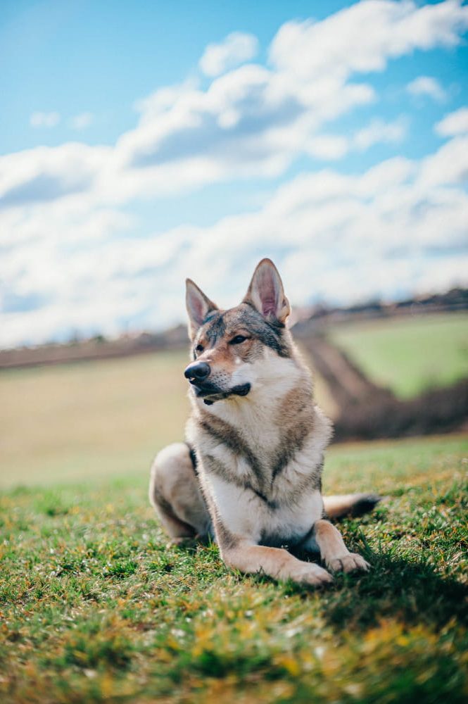 dog cancer symptoms - alert dog in a field, showing a healthy condition